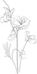 Sweet pea flower pencil art, Black and white outline vector coloring page and book for adults and children flower Sweet pea, with leaves hand drawn engraved ink illustration artistic design