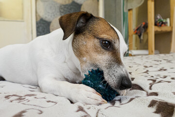 Dog. Jack Russell terrier. A thoroughbred dog is playing with a toy. Animal themes