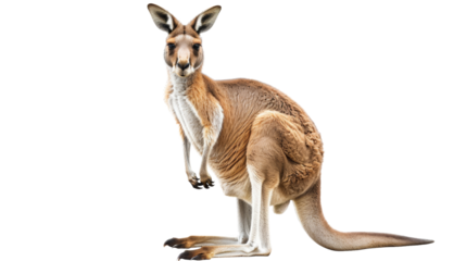 Kangaroo standing
