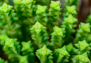 (Crassula rupestris, Crassulaceae) succulent plant with succulent leaves