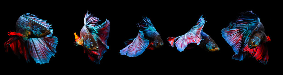 Fototapeta premium Betta fish, one of the most aesthetic aquatic creatures. Black background. 