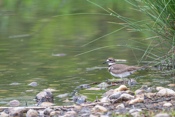 Closeup of a killdeer.