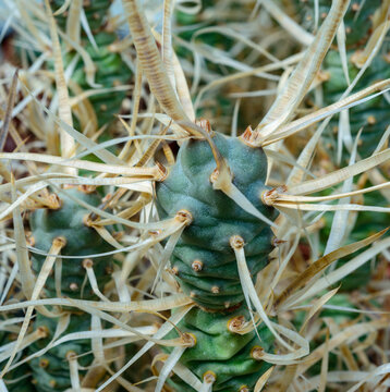 Tephrocactus  papyracanthus - Detailed macro shot highlighting the sharp spines and textured surface of a cactus
