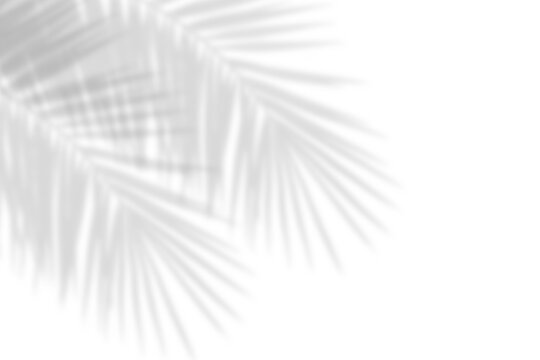 Abstract shadow of palm or coconut leaves with gradient and natural pattern. tropical palm leaf shadows with copy space. gray shadow overlay effect