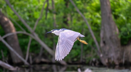 Closeup of a black-crowned night heron flight..