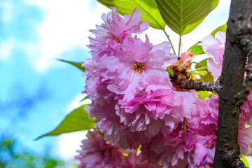 Pink flowers of the sakura (wild cherry) tree against the blue sky in the garden, Odessa