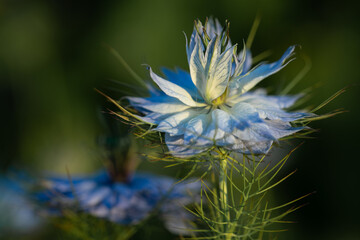 a blue flower of the maiden (Nigella damascena) in the green grows in the garden. The flower is just opening. Filigree leaves entwine the flower style