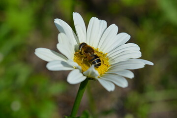 chamomile flower. A bee pollinates a daisy flower