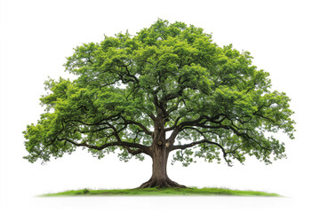 Obraz premium Early life of an oak tree isolated on white