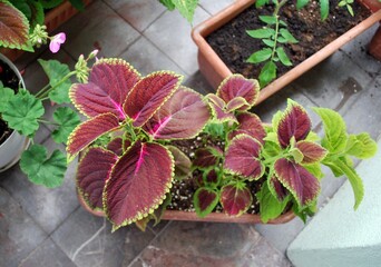 Coleus ornamental plant seedling with leaves