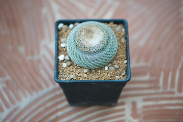 Mammillaria Perbella in black flower pot