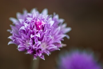 Chive Flower (Month of May), Allium schoenoprasum
