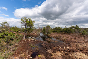 Landschaftsbild des Hochmoors in Altenberg