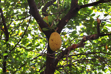 Jack fruit (Artocarpus heterophyllus) on tree