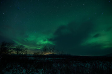A green and purple aurora light streaks across the sky above a bare tree