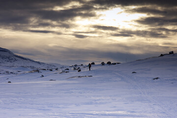 Lone hiker enjoying winter with a dog walking in front of them, against cloudy sky
