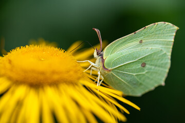 Ein Schmetterling labt sich am süßen Nektar © Tony