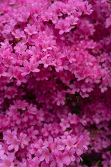 Rhododendronblüten in knalligem pink