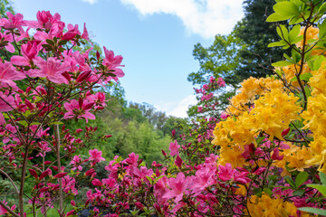 Blütenpracht aus einem Rhododendronpark mit starken Farbkontrasten