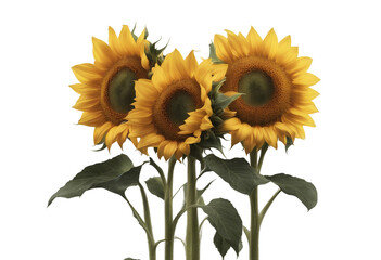 Obraz premium Set of three sunflowers flowers isolated on a transparent background