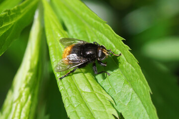 Narcissus fly, Greater bulb fly (Merodon equestris) of the family hoverflies (Syrphidae) on a leaf of Canadian goldenrod (Solidago Canadensis). Spring, May. Dutch garden