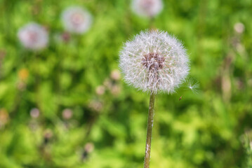 White fluffy dandelion in a field.