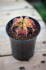 Gymnocalycium sp. in flower pot