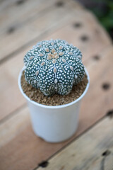 Astrophytum asterias,sand dollar, sea urchin or star cactus