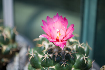 Coryphantha Elephantidens cactus and pink flower