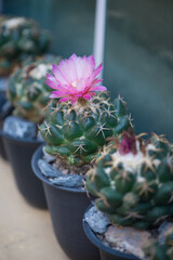 Coryphantha Elephantidens cactus and pink flower