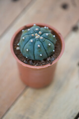 Astrophytum asterias,sand dollar, sea urchin or star cactus