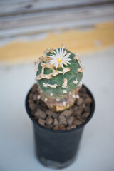 Lophophora sp. and white flower in pot