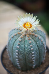 Astrophytum asterias,sand dollar, sea urchin or star cactus