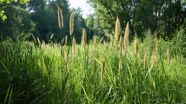 Setaria knootroot bristlegrass in a natural meadow with dense vegetation