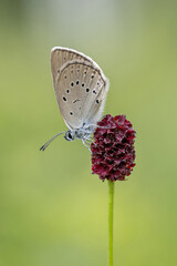 Closeup of a Scarce Large Blue butterfly ( Maculinea teleius) on the plant.