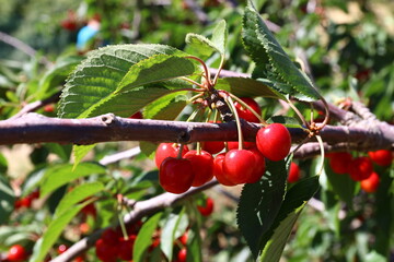 Ripe fruits on a fruit tree in a city park.