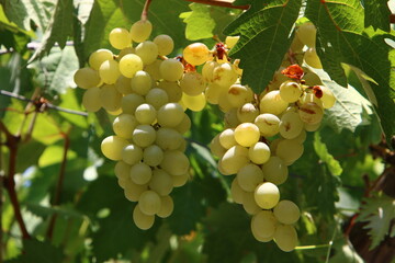 Ripe fruits on a fruit tree in a city park.