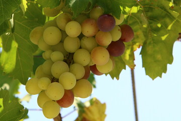 Ripe fruits on a fruit tree in a city park.