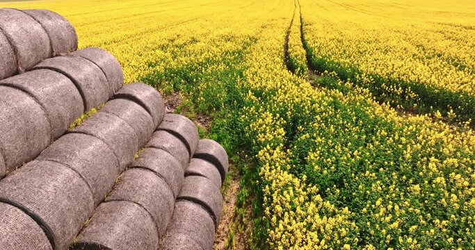 Pile of bales of hay on rape flowers in countryside.