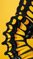 Close-up of a vibrant butterfly wing against a yellow background