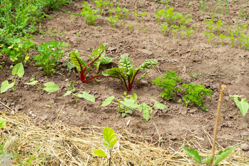 salat and vegetable patch close up. private farming in germany.