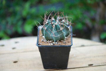 Astrophytum capricorne in flower pot
