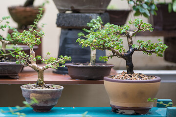 Little bonsai tree in flower pot