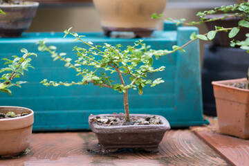 Little bonsai tree in flower pot