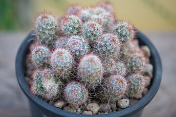 Mammillaria Beneckei in flower pot