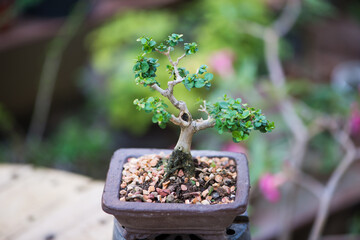 Little bonsai tree in flower pot