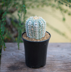 Astrophytum asterias,sand dollar, sea urchin or star cactus