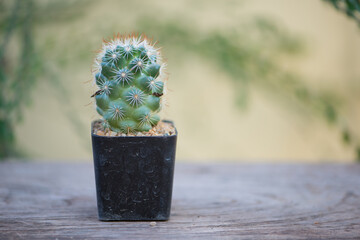 Mammillaria Schumannii cactus in pot