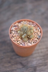 Mammillaria prolifera cactus in pot