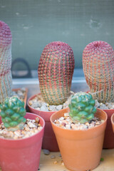 Coryphantha Elephantidens and Echinocereus Rigidissimus cactus